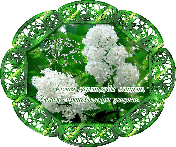 Белая сирень | • Мир Красоты и Хорошего Настроения!!.. | Группы Мой Мир