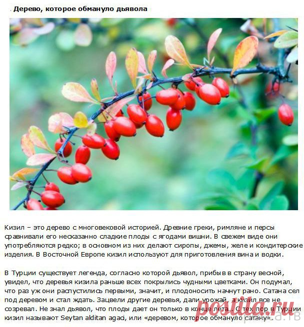 (+1) тема - Интересные факты о фруктах | Занимательный журнал