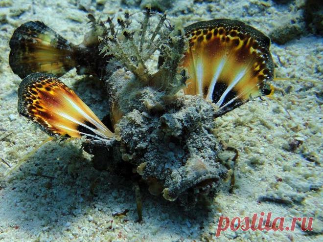 Нитевидная бородавчатка.