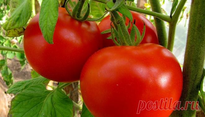 Хотите помидор? Купите трихопол! 



Садоводы — с тревогой ждем сезона вспышки фитофтороза на помидорных грядках.Более страшной болезни, способной за неделю «спалить» томаты, не существует.
Обработав Трихополом посадки помидоров неск…