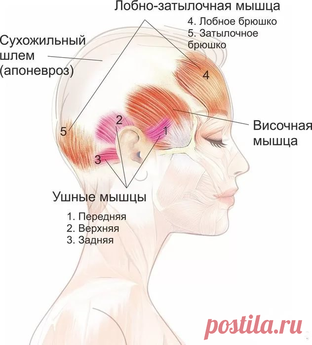 ЭФФЕКТИВНАЯ ПОДТЯЖКА ЛИЦА без помощи хирурга! Упражнение это впервые подробно описано Бенитой Кантиени, так что, возможно, кто-то с ним уже сталкивался.