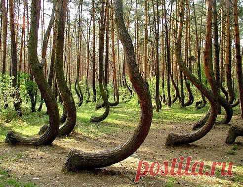Загадочный кривой лес в Польше