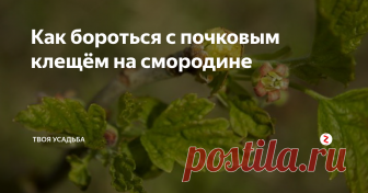 Как бороться с почковым клещём на смородине Смородинный почковый клещ по степени нанесения вреда растениям относится к самым опасным вредителям ягодных кустарников. Рассмотреть почковый клещ невооруженным глазом трудно - размер клеща не превышает 0,2 мм для взрослой самки, самец еще меньше. В течение года самка воспроизводит пять поколений, что в численном выражении составляет до 40 тысяч особей. Ягодник, зараженный этим вредителем, если не
