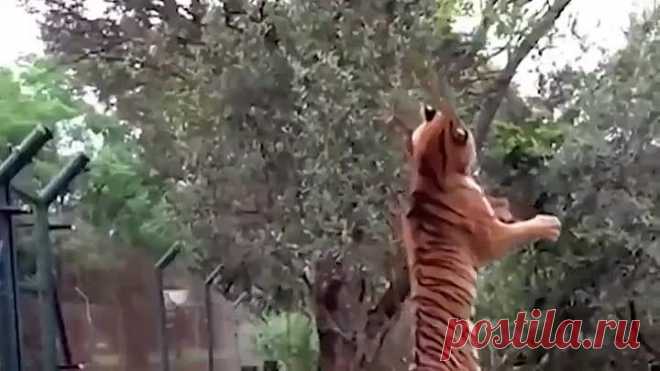 В-А-У-У-У!!!!
