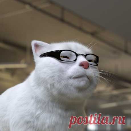 Картинки кота в очках (38 фото) ⭐ Забавник
