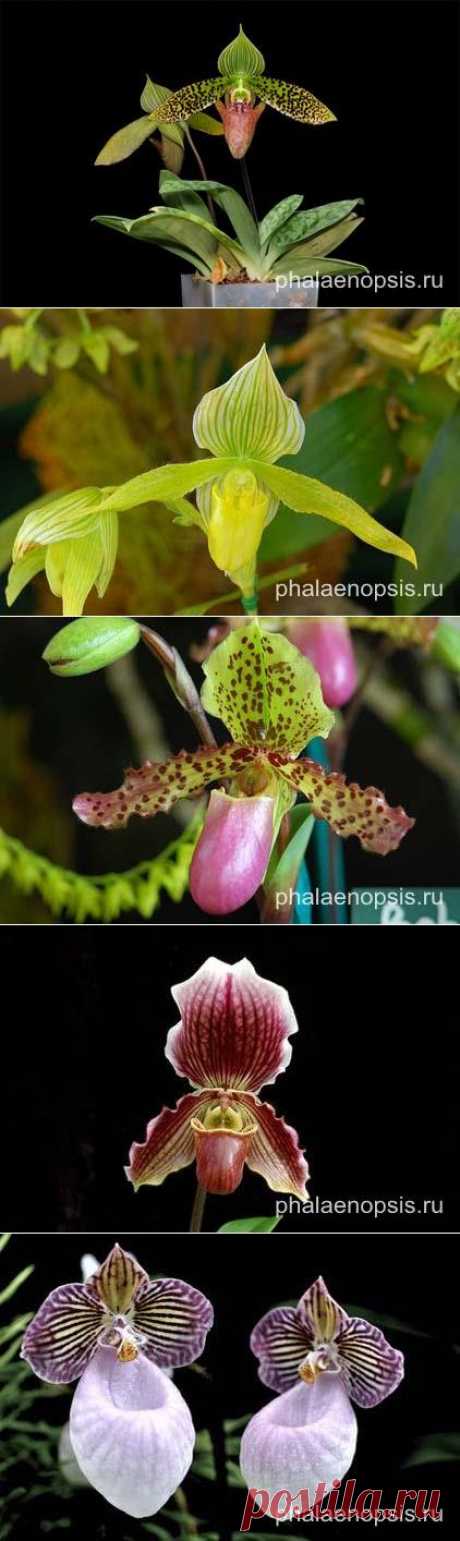 орхидея пафиопедилум paphiopedilum или венерин башмачок - уход в домашних условиях - &quot;Phalaenopsis&quot;