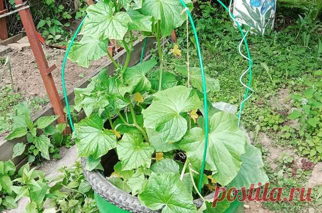 Зеленцы — в бочку! Куда высадить огурцы, если места на огороде не хватает Весной, как ни планируем огород, а места на всё катастрофически не хватает. Вот и получается, что грядку под огурцы не выделить, разве вот уголок в теплице для них имеется. А рассады, как правило, получается с избытком.