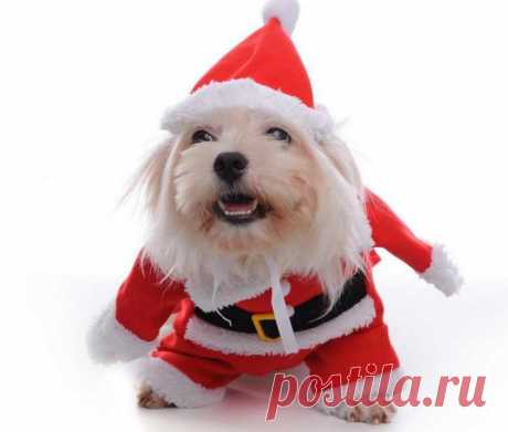 Новогодний костюм для собаки (выкройка)
