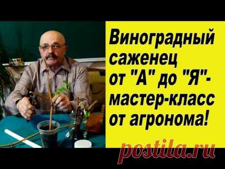 Вегетирующие саженцы винограда, - во  всех  тонкостях!