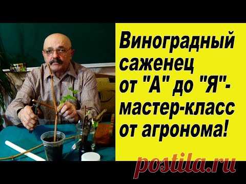 Вегетирующие саженцы винограда, - во  всех  тонкостях!