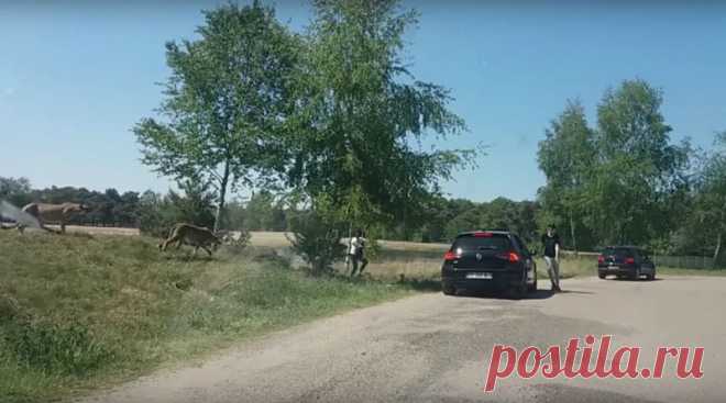Семья французов чуть не стала обедом гепардов из-за желания сделать красивые фотографии Не сфотографировался — считай, не был. Это девиз всех туристов, которые пускаются во все тяжкие ради удачного снимка из отпуска. Причем у некоторых