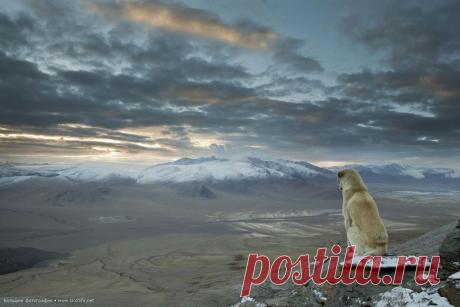 Этот славный пёс появился просто из ниоткуда и следовал за нами в течение всей недели во время нашего похода по гималайской глубинке.