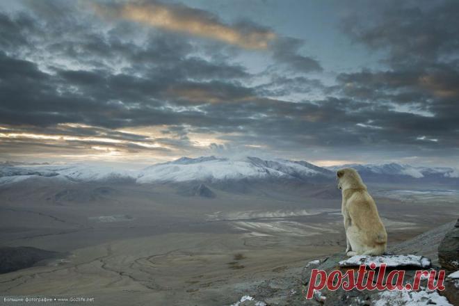Этот славный пёс появился просто из ниоткуда и следовал за нами в течение всей недели во время нашего похода по гималайской глубинке.