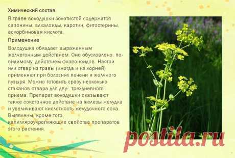 Володушка золотистая