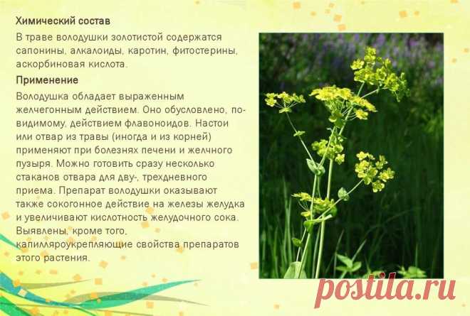 Володушка золотистая