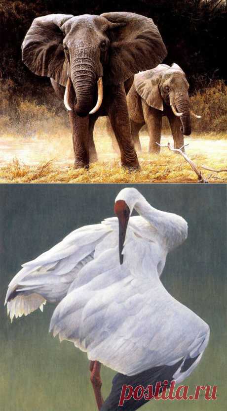 Художник анималист Robert Bateman