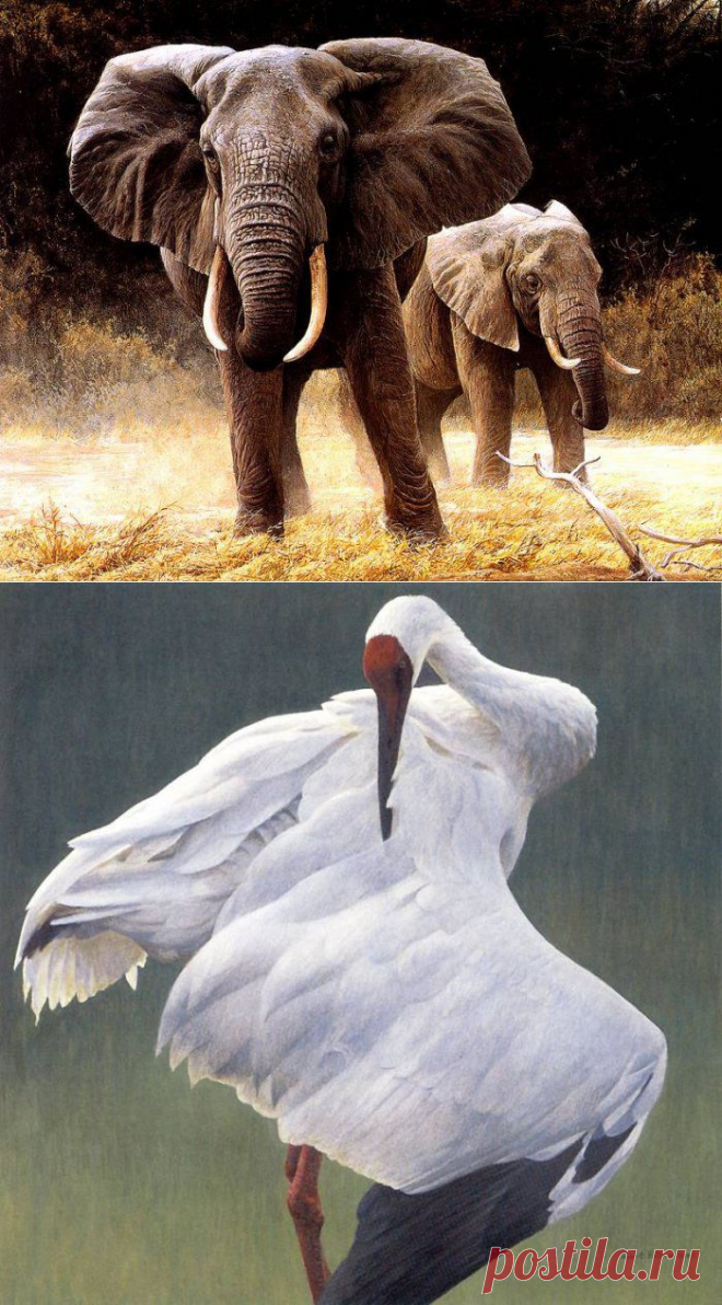 Художник анималист Robert Bateman