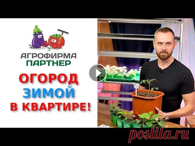 Огород зимой в квартире! Обзор подходящих сортов и полезные советы Зима - это не самое лучшее время для выращивания овощей? Возможно, но только не для настоящего, увлечённого огородника! Вооружаемся фитолампами, увлаж...