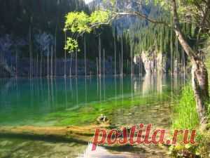 Затопленный лес  Каинды или Кайнды (Lake Kaindy)