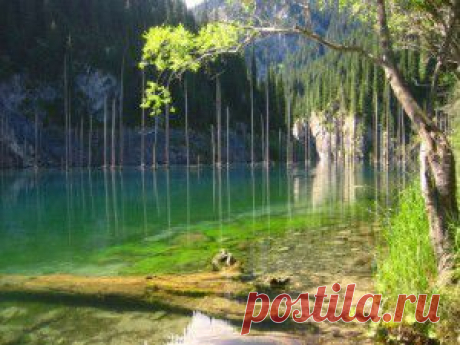 Затопленный лес Каинды или Кайнды (Lake Kaindy)