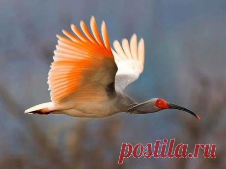 Редчайшие животные на планете