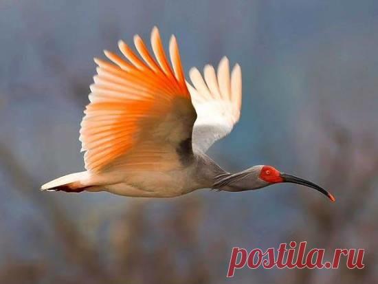 Редчайшие животные на планете