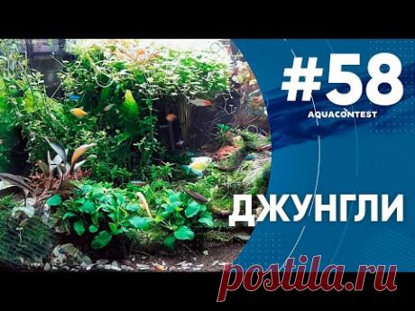 Джунглии #Aquacontest - YouTube