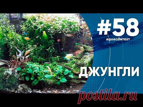 Джунглии #Aquacontest - YouTube