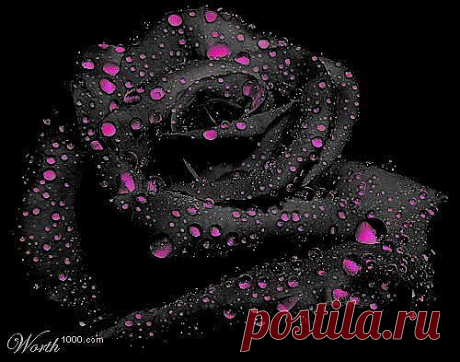 розы