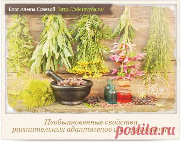 Растительные адаптогены : свойства и применение