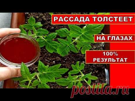 РАССАДА ТОЛСТЕЕТ НА ГЛАЗАХ! ОРГАНИЧЕСКАЯ ПОДКОРМКА РАССАДЫ ТОМАТОВ. Удобрение из Луковой Шелухи