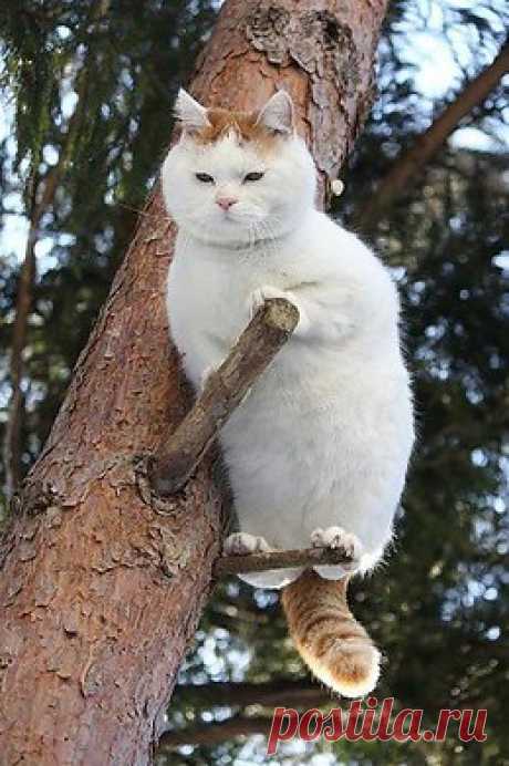 Котики - муркотики