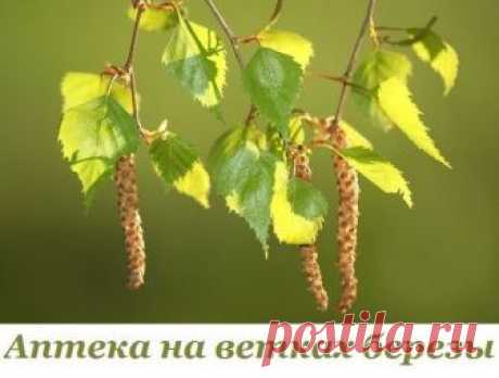 АПТЕКА НА ВЕТКАХ БЕРЕЗЫ... 
Весна вступает в свои права и уже начинает нас радовать повсеместно просыпающейся зеленой краской. Одной из первых в зеленой компании стоит береза. Уже сейчас на ее ветках видны пробивающиеся навстре…