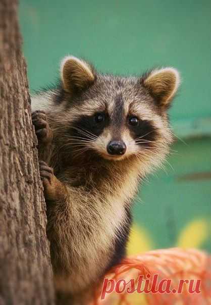 Виолетта Коваль | ВКонтакте