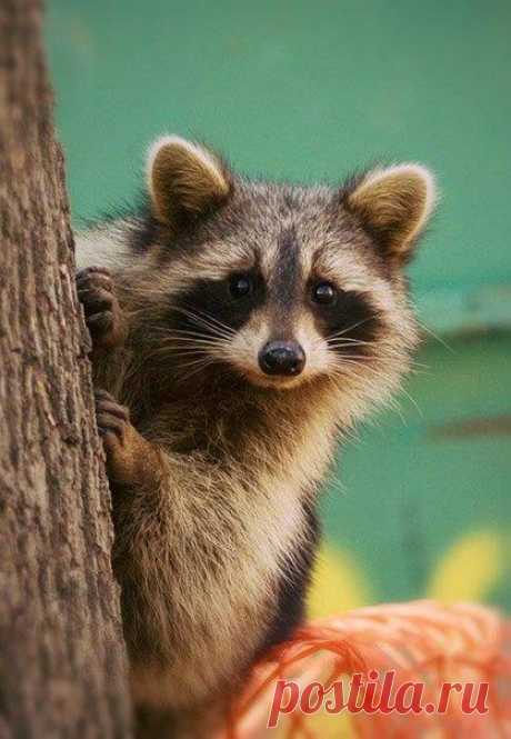 Виолетта Коваль | ВКонтакте