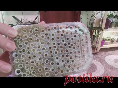 РЕАНИМАЦИЯ ОРХИДЕЙ! Три успешных способа!