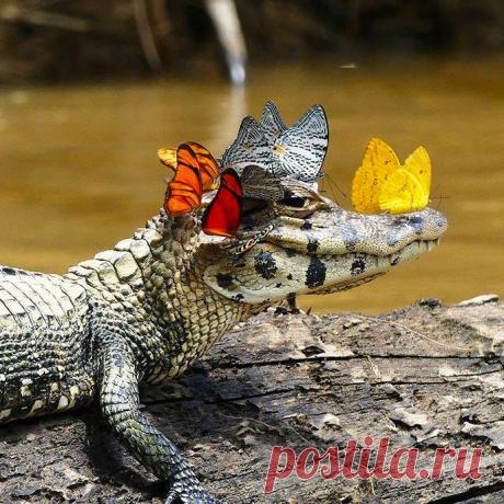 Даже если ты крокодил, это не мешает тебе быть милашкой 😊