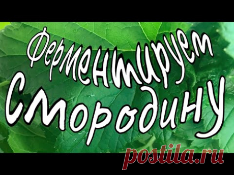 ✅ ФЕРМЕНТИРУЕМ СМОРОДИНУ - самый простой способ