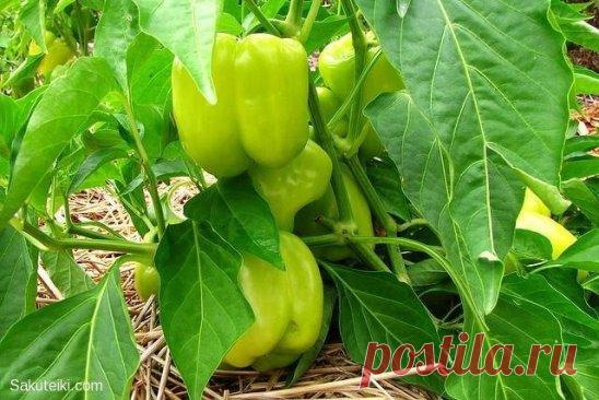 Корни перца не любят прямого солнечного света, поэтому сажать рассаду надо погуще.