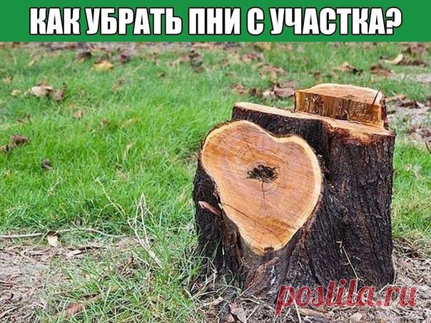 Кaк убрaть пни c учacткa?