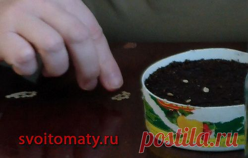 Как подготовить семена к посеву. Стимулируем и обеззараживаем семена томатов с помощью аэрированного компостного чая (АКЧ) | Все про помидоры (томаты) - видео, фото, отзовы