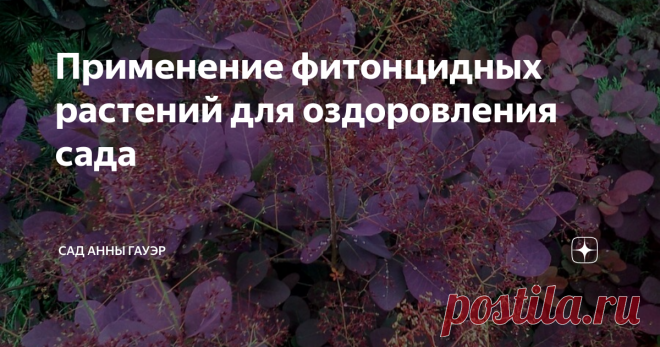 Применение фитонцидных растений для оздоровления сада  Некоторые высшие растения действуют на живые организмы выделяемыми ими окружающую среду веществами разной химической природы. Эти вещества по их тормозящему развитие или губительному действию на микроорганизмы назвали фитонцидами в отличие от антибиотиков, веществ, сходных по действию, но выделяемых низшими растениями. Фитонцидные растения нашли применение в медицине. В настоящее время изучают их влияние на человека, ж...