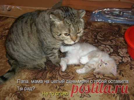 папа, ты рад?
