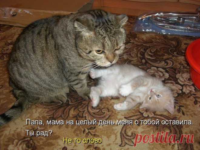 папа, ты рад?