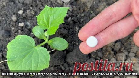 ГЕНЕРАЛЬСКИЙ САД | Даже хилые огурцы быстро идут в рост и не болеюд после этой подкормки. Подкормите огурцы при помощи аптечных препаратов и они оживут