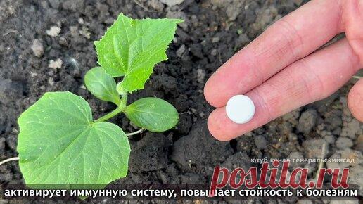 ГЕНЕРАЛЬСКИЙ САД | Даже хилые огурцы быстро идут в рост и не болеюд после этой подкормки. Подкормите огурцы при помощи аптечных препаратов и они оживут