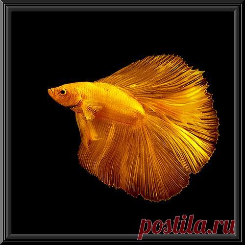 Betta-splendens_1.jpg (500×500)