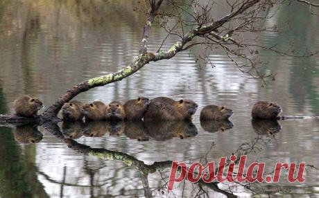 Семейство выдр