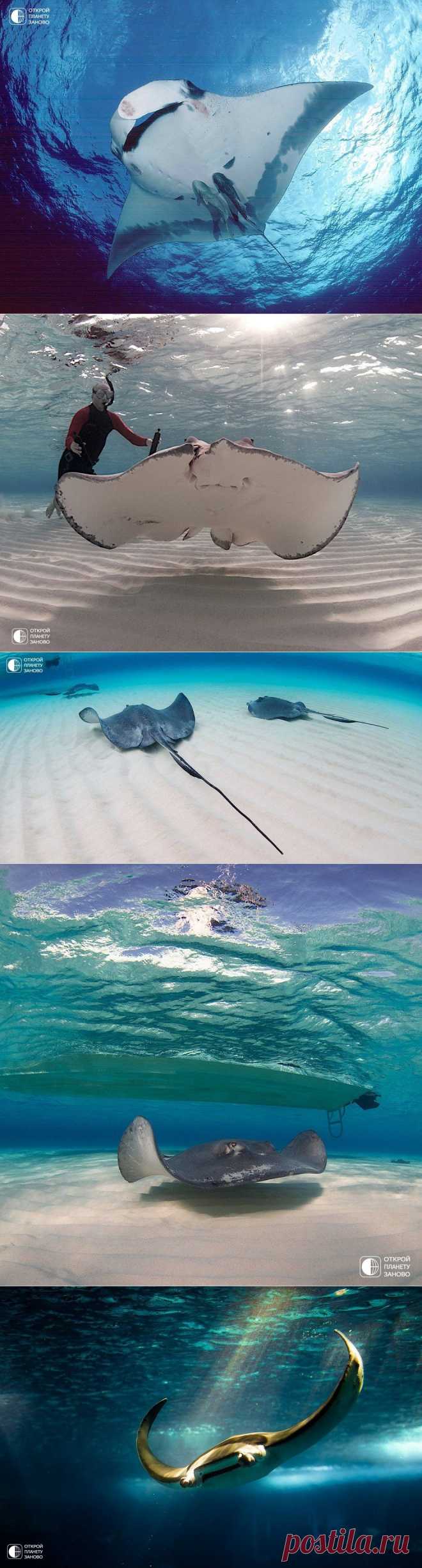 Скаты — водоплавающие бабочки - Путешествуем вместе
