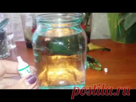 Орхидея.наращиваем корни у  реанимашек с препаратом НВ 101